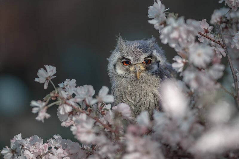Owl in Cherry Blossoms