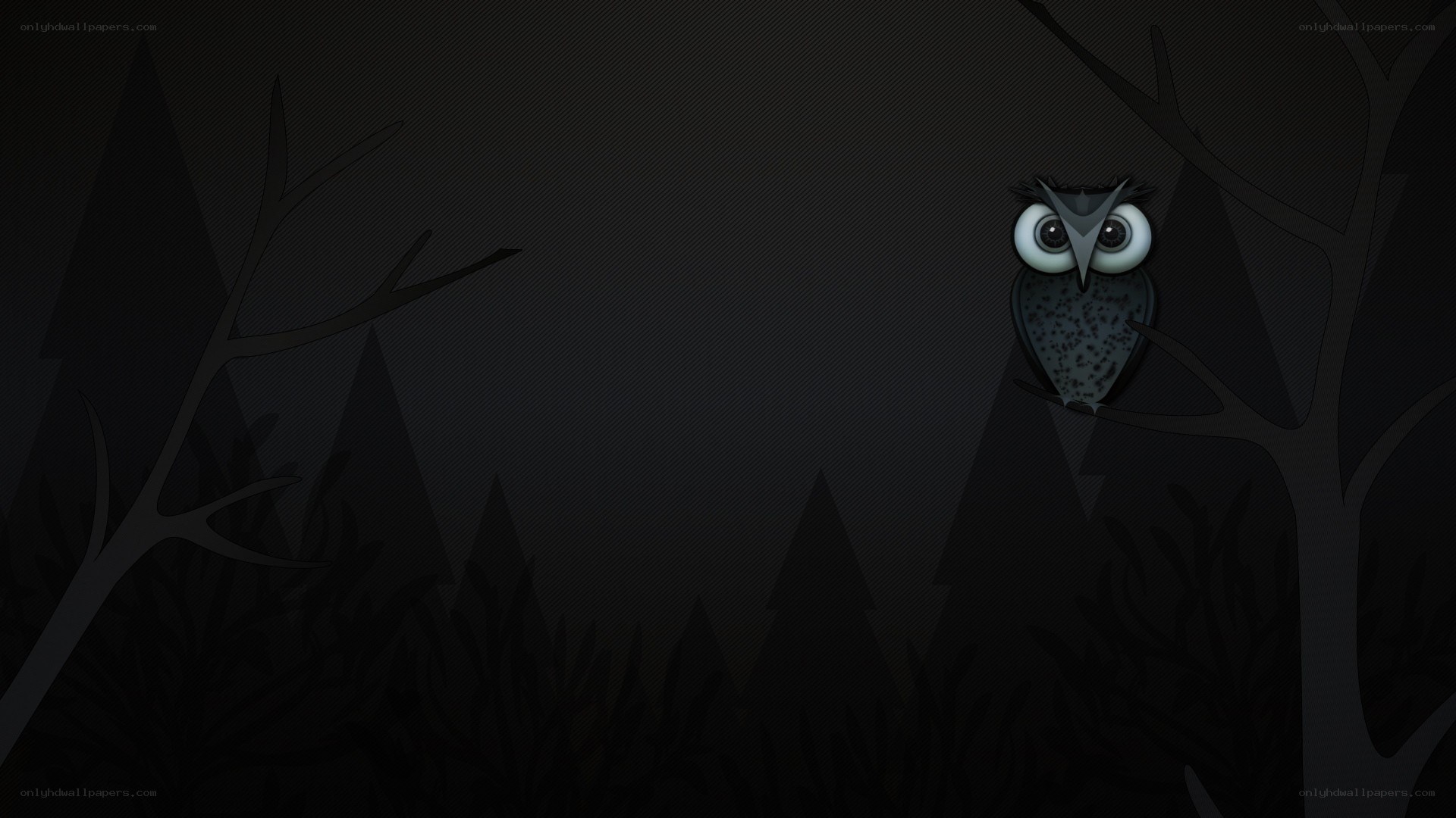 owl in dark forest