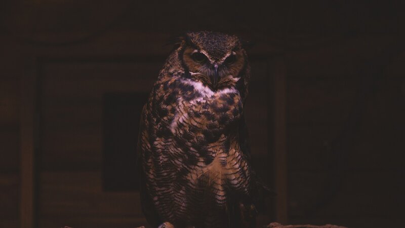 Owl in Dark Setting