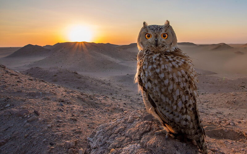 Owl in Desert Landscape — Orange