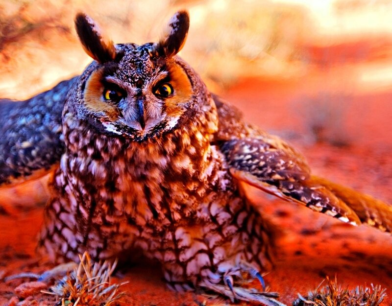 owl in desert landscape