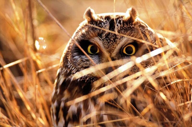 Owl in Dry Grass — Brown