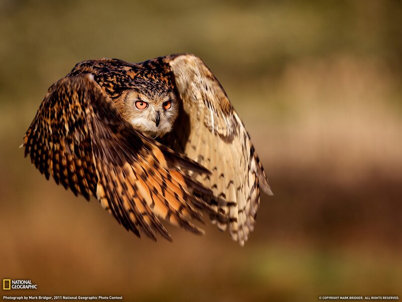 Owl in Flight