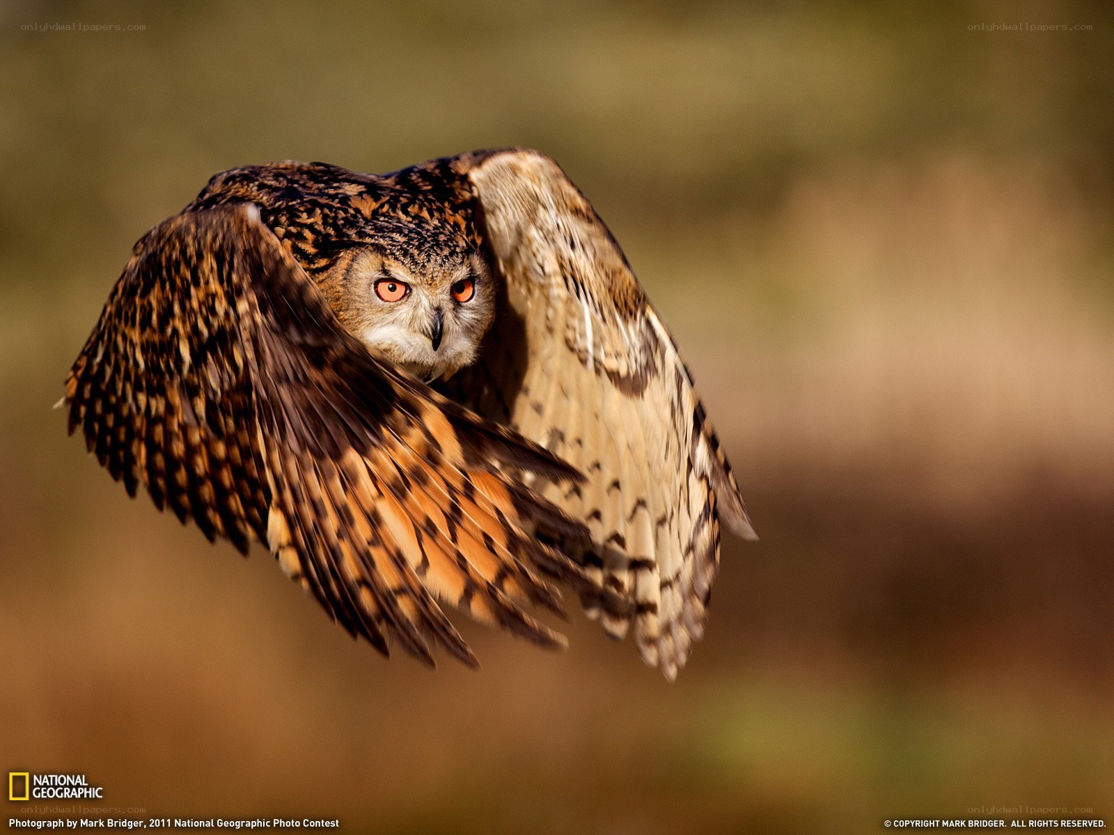 Owl in Flight