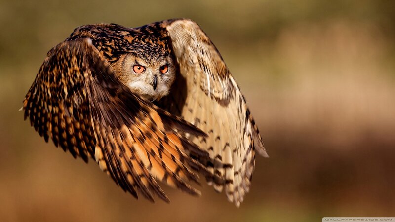 Owl in flight
