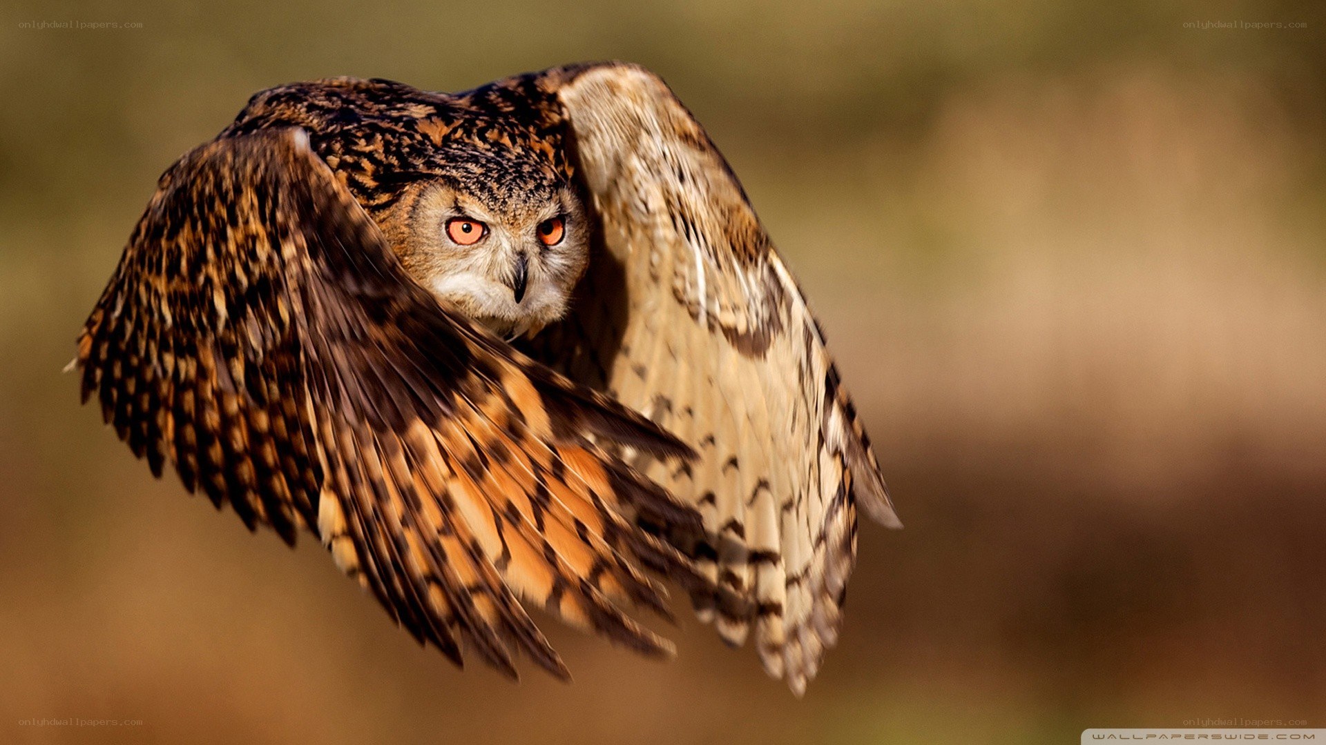 Owl in flight
