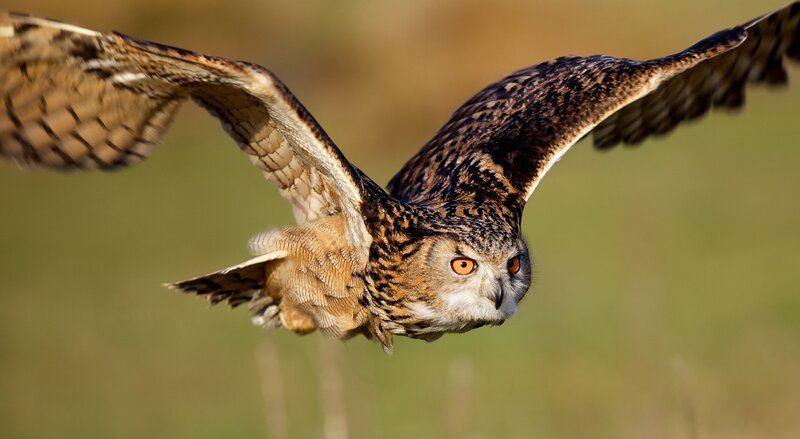 Owl in flight