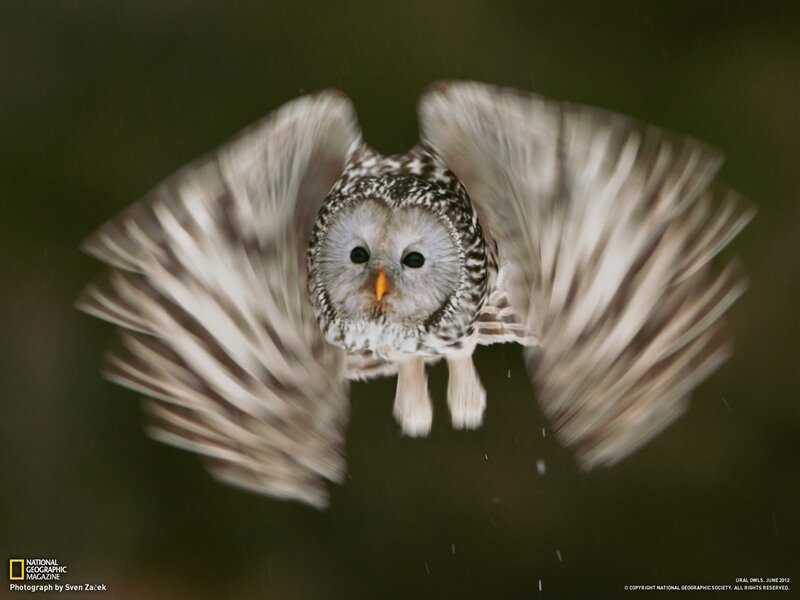 Owl in Flight