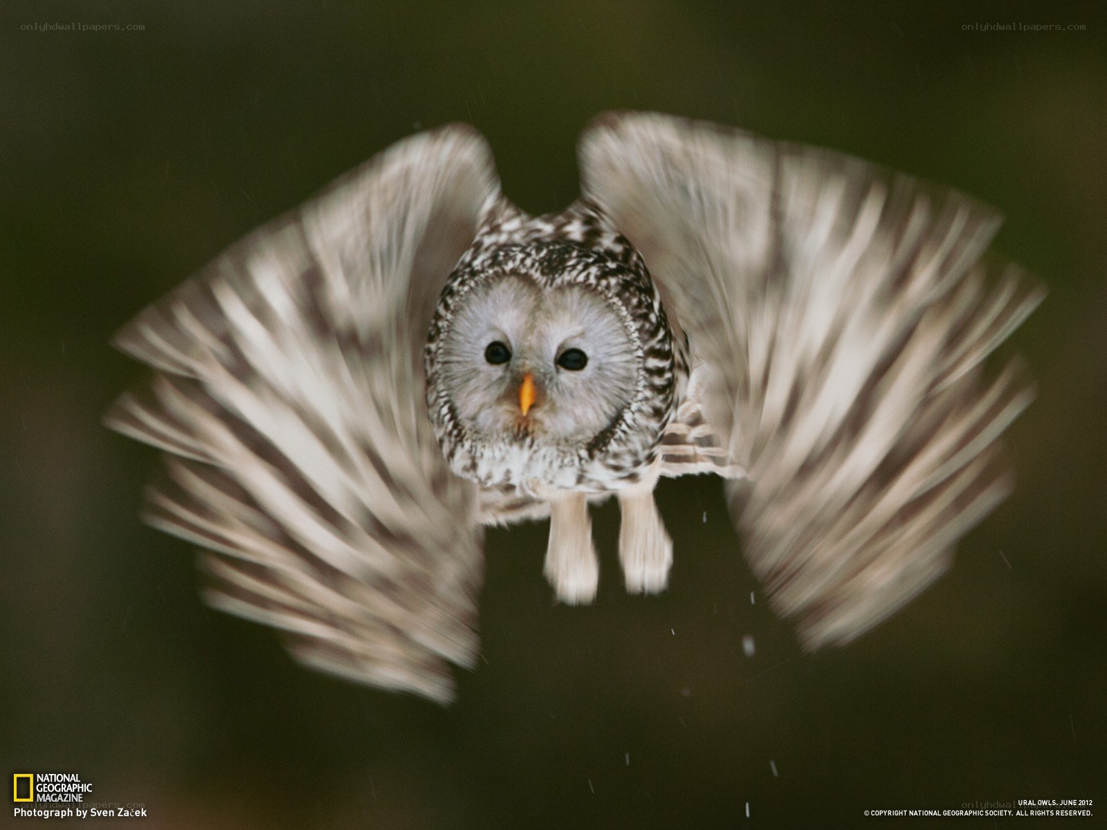 Owl in Flight