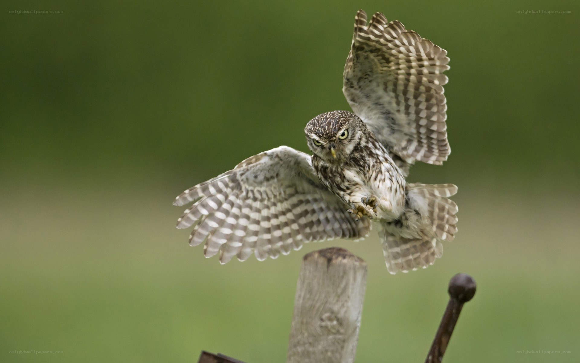 Owl in flight