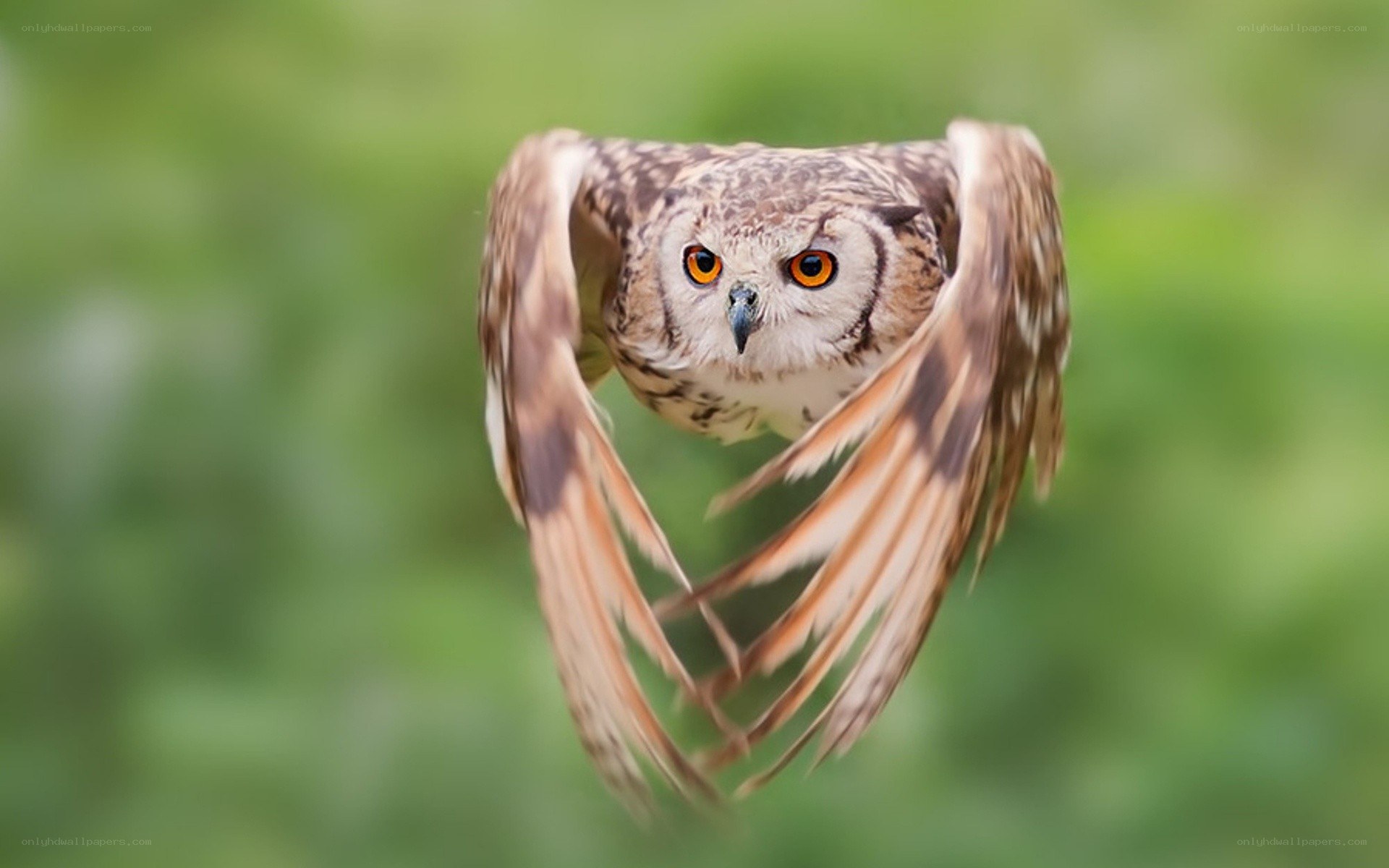 Owl in flight