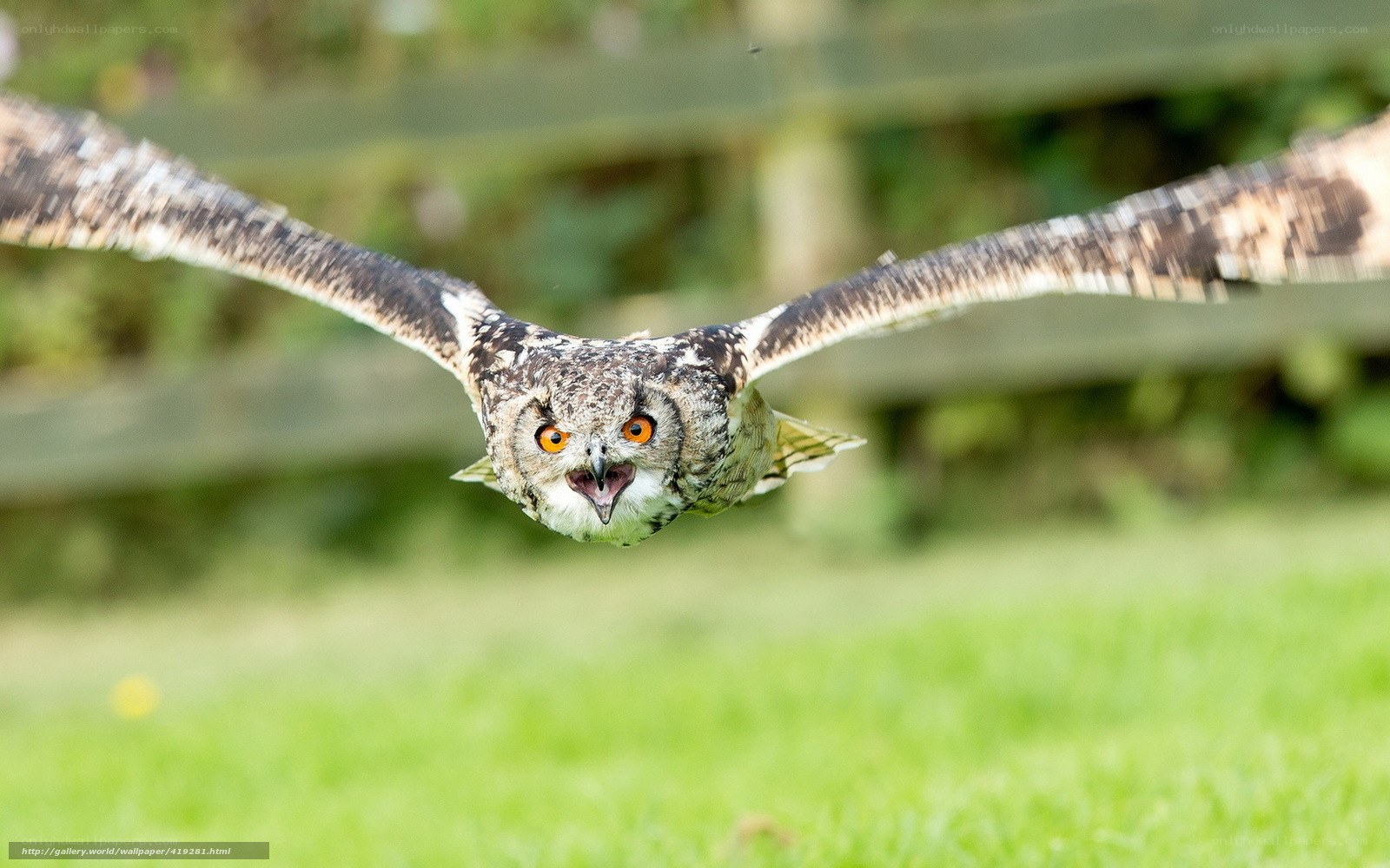 Owl in Flight