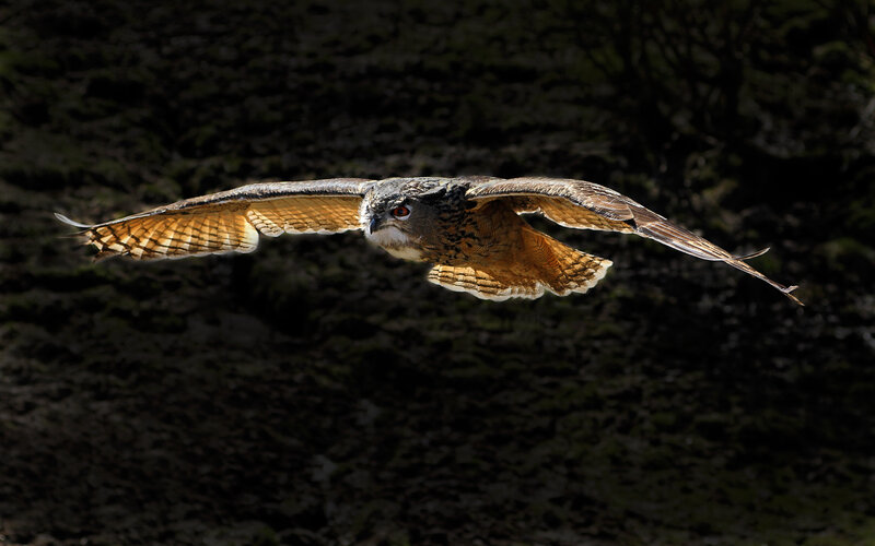 Owl in Flight