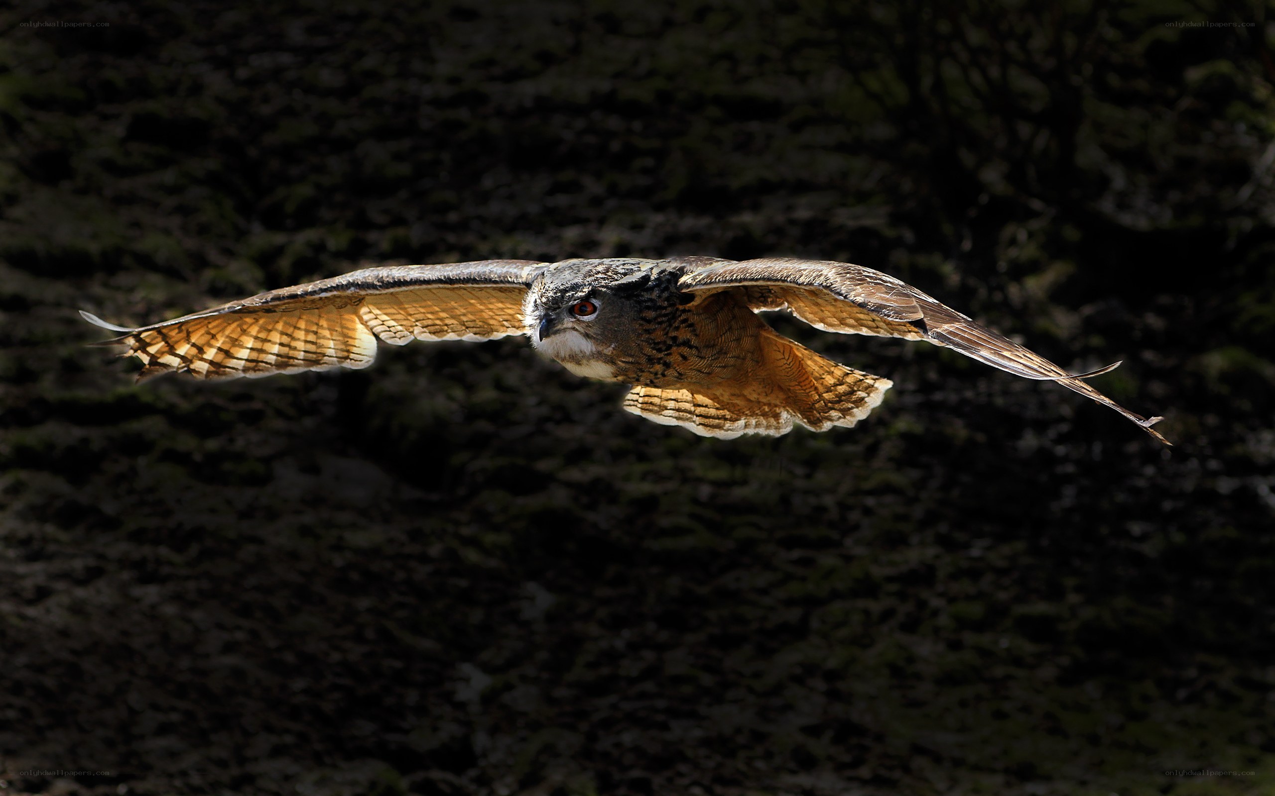 Owl in Flight