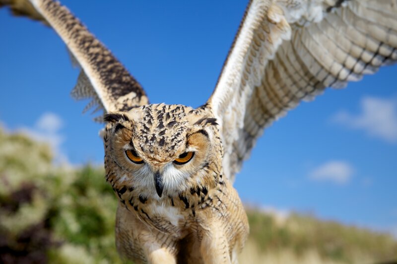 Owl in flight against blue sky