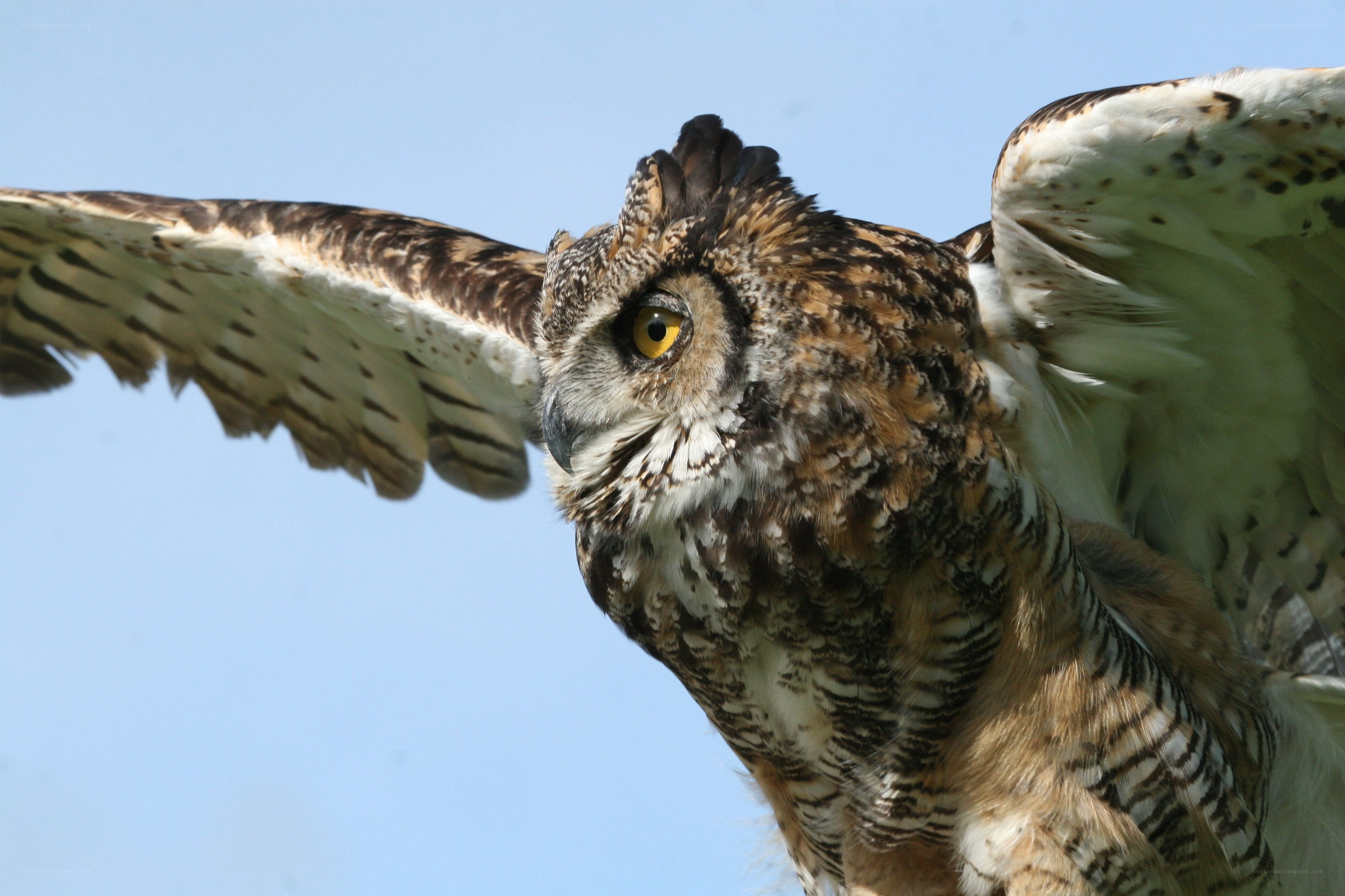 Owl in flight against blue sky
