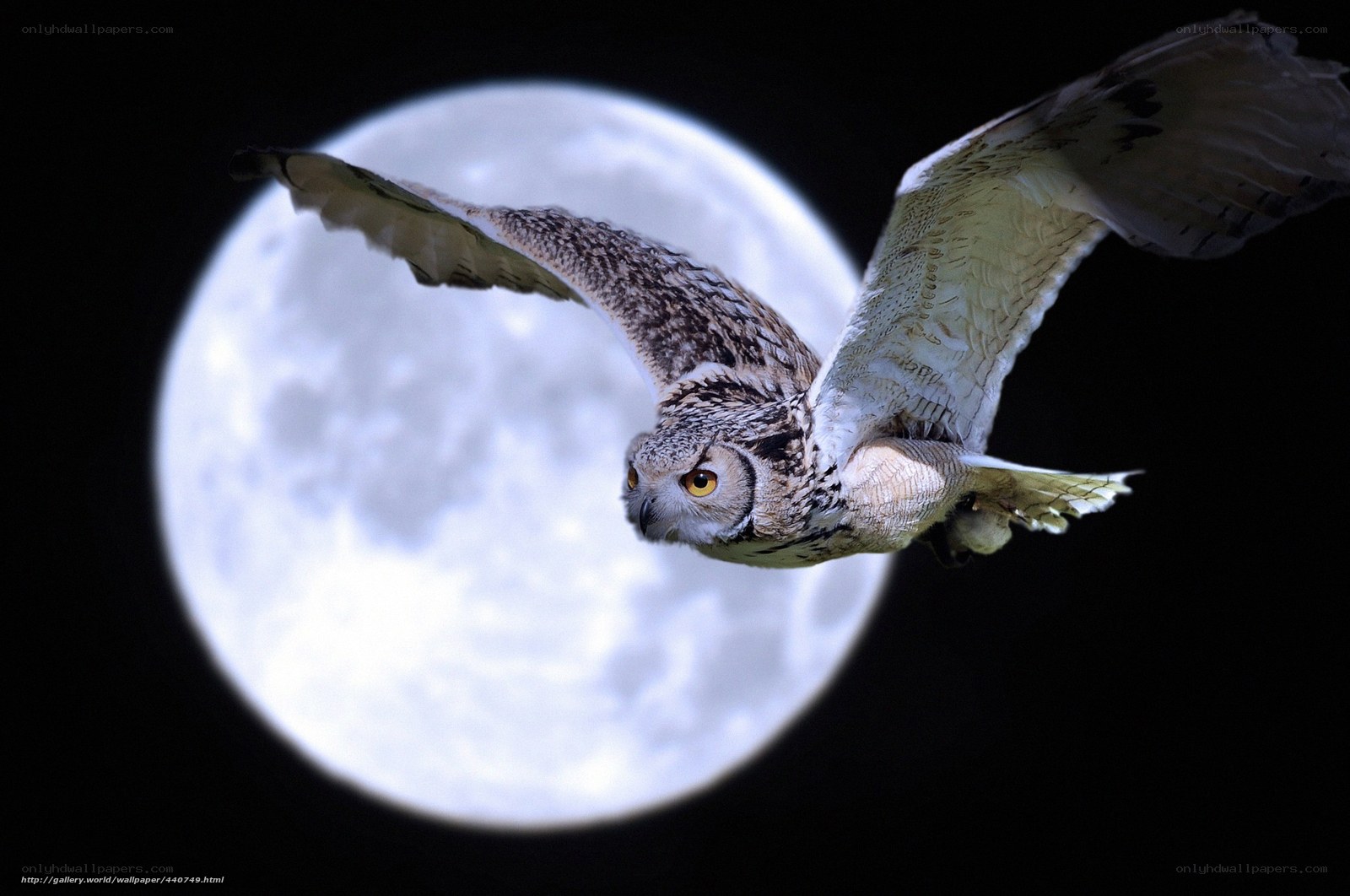 Owl in flight against moon