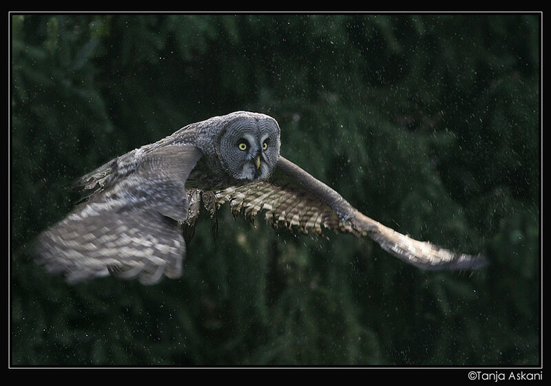 Owl in flight at dusk