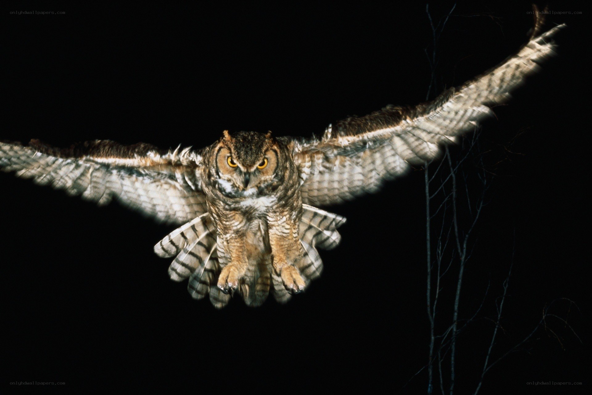 Owl in flight at night
