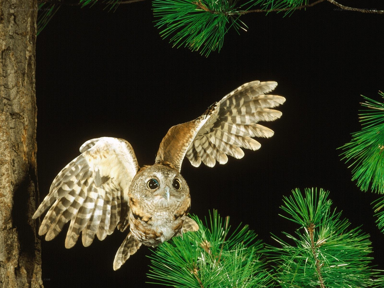 Owl in flight at night