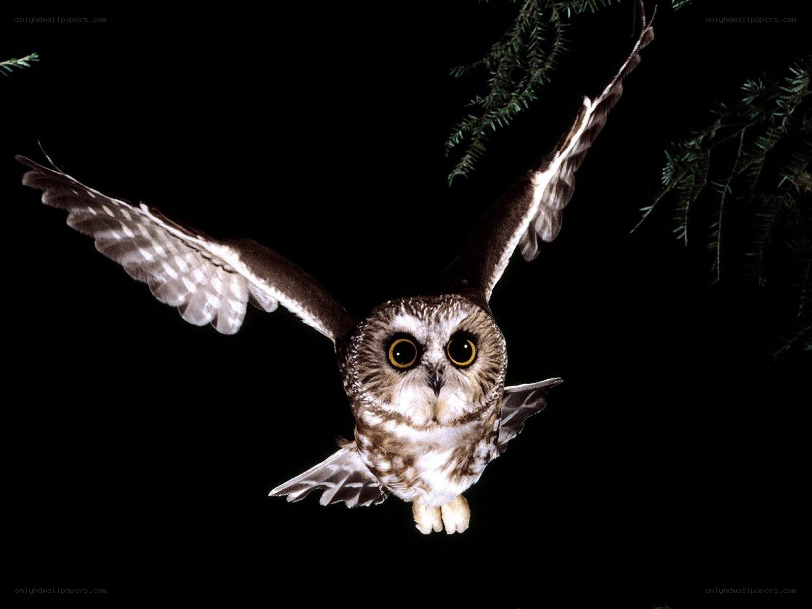 Owl in flight at night