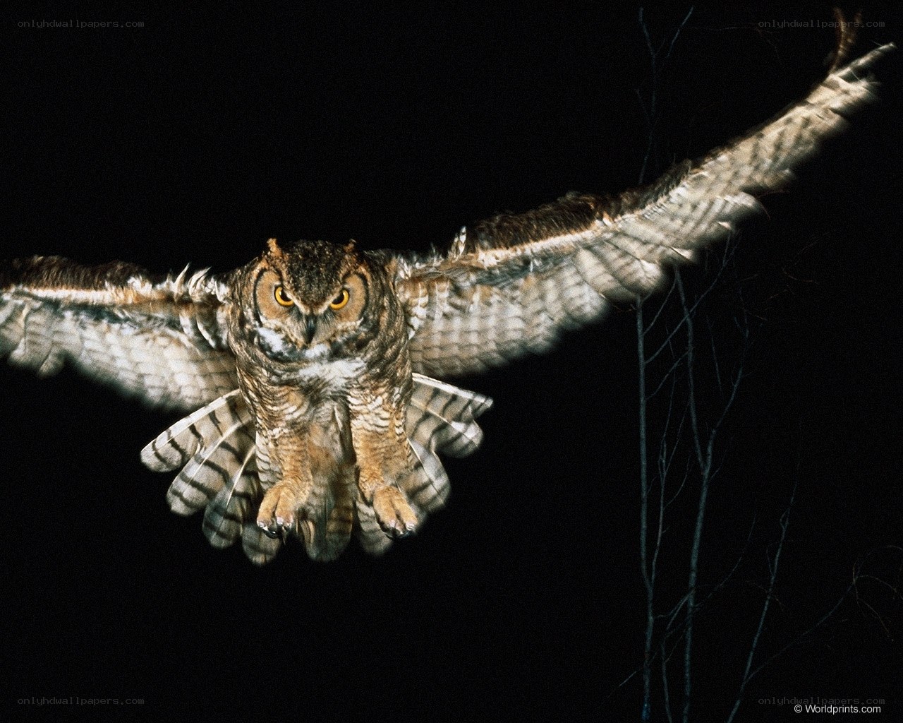 Owl in flight at night