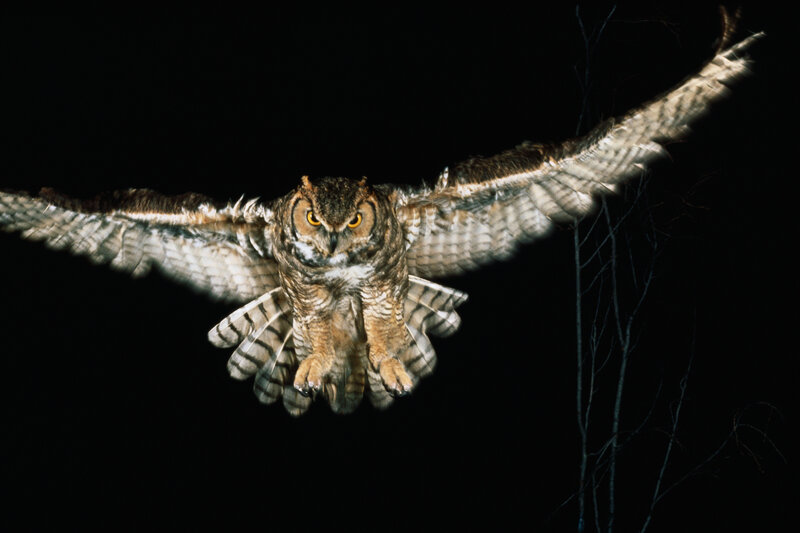 Owl in flight at night
