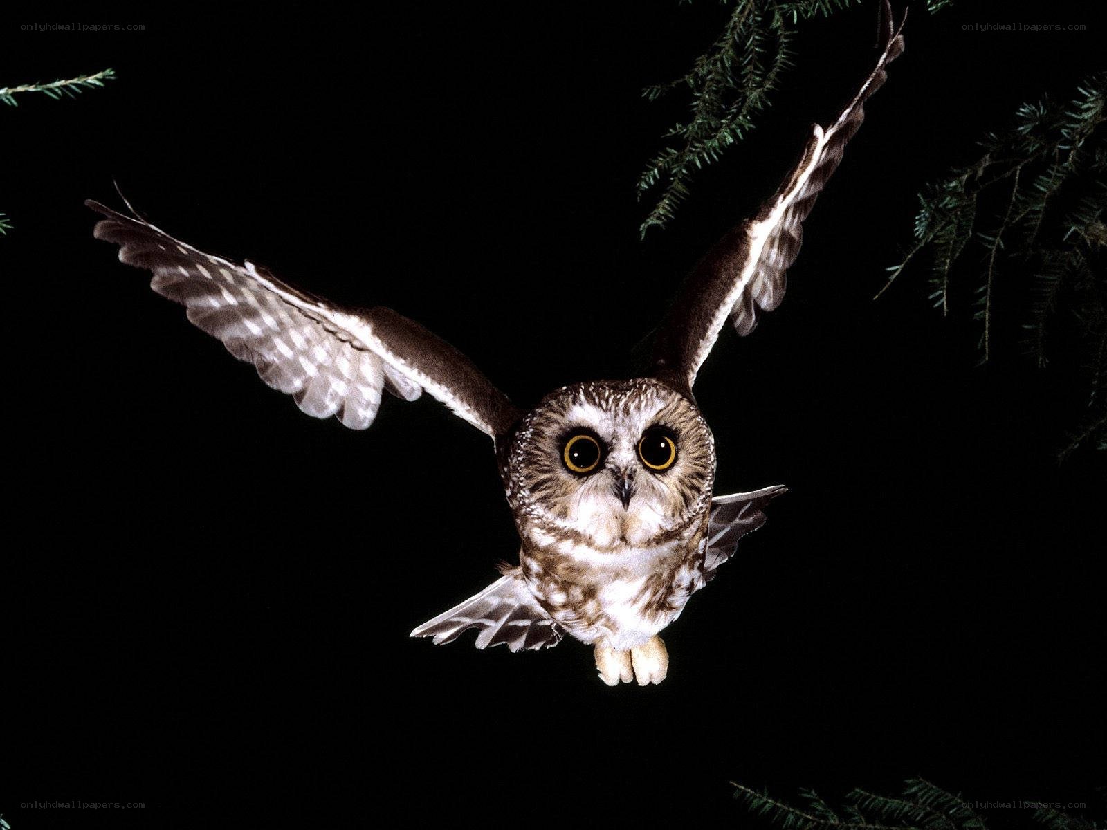 Owl in flight at night