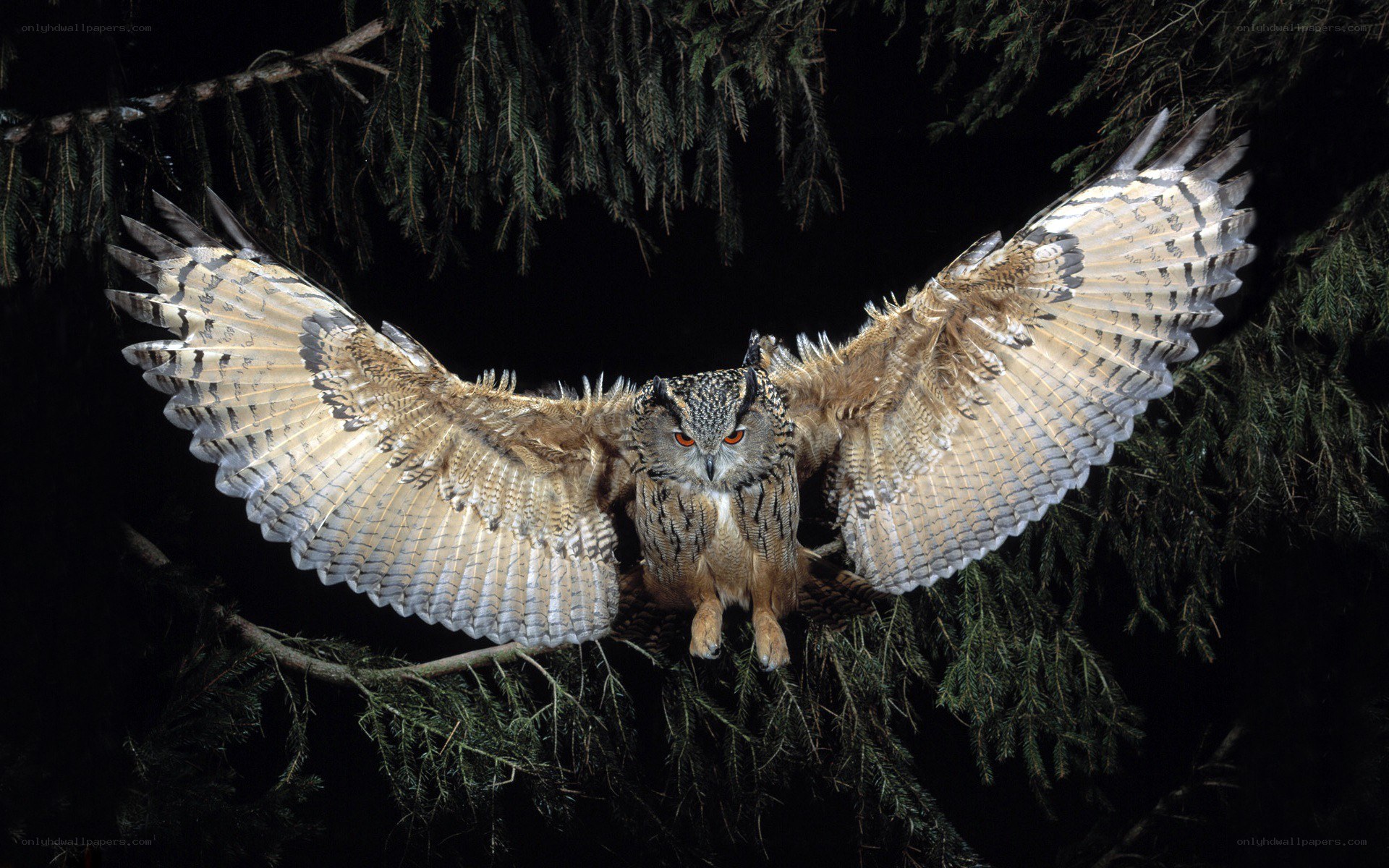 Owl in flight at night