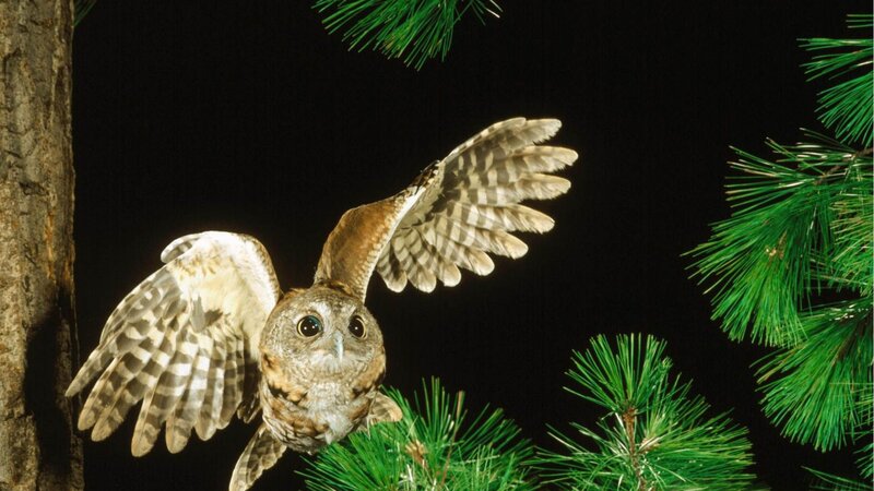 Owl in flight at night