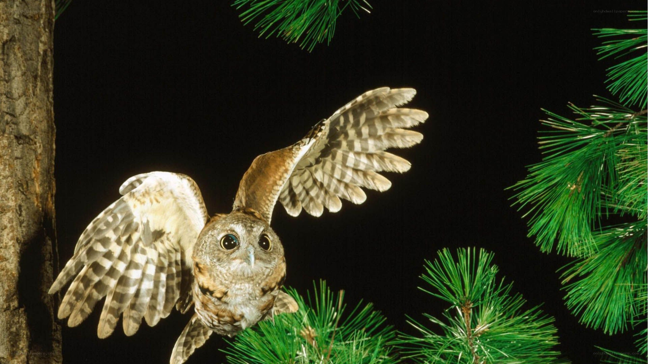 Owl in flight at night