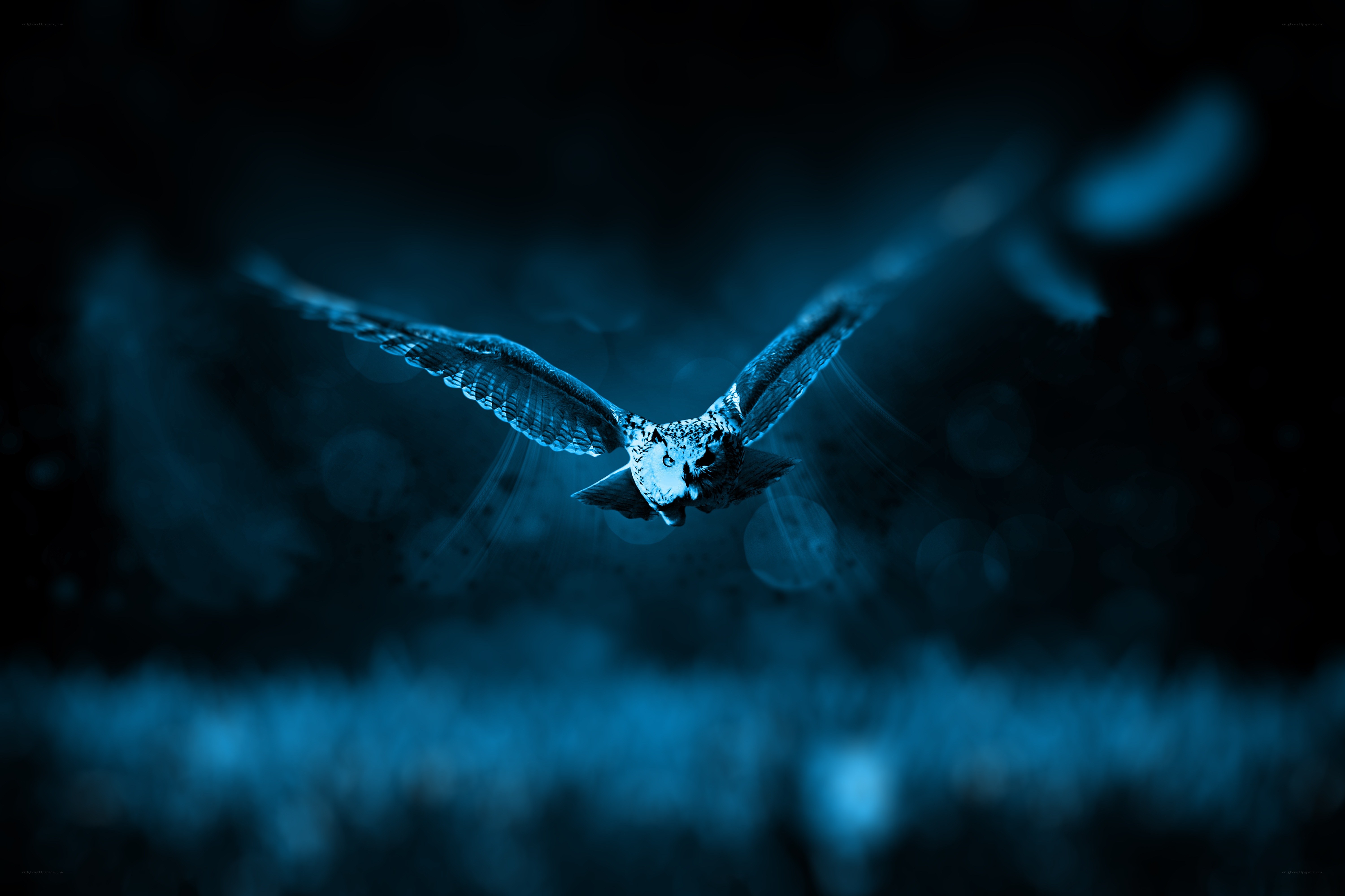 Owl in Flight at Night
