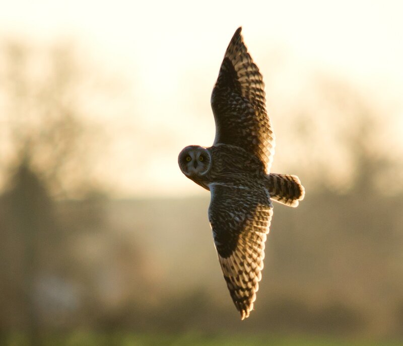 Owl in flight at sunset