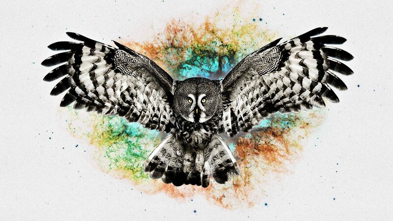 Owl in Flight — Black, Dramatic, Digital Art