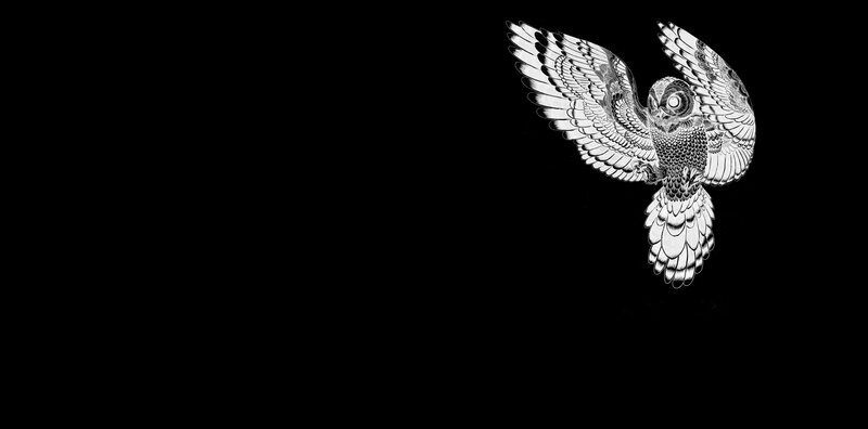 Owl in Flight — Black, Dramatic, Illustration
