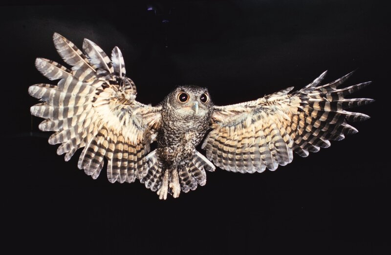 Owl in Flight — Black, Dramatic, Night, Photograph