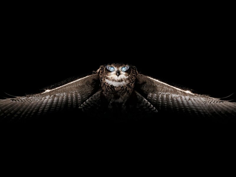 Owl in Flight — Black, Dramatic, Night, Photograph, Wings