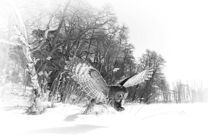 Owl in Flight — Black, Dramatic, Winter