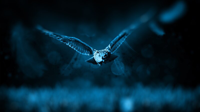 Owl in Flight — Blue, Dramatic, Night, Photograph