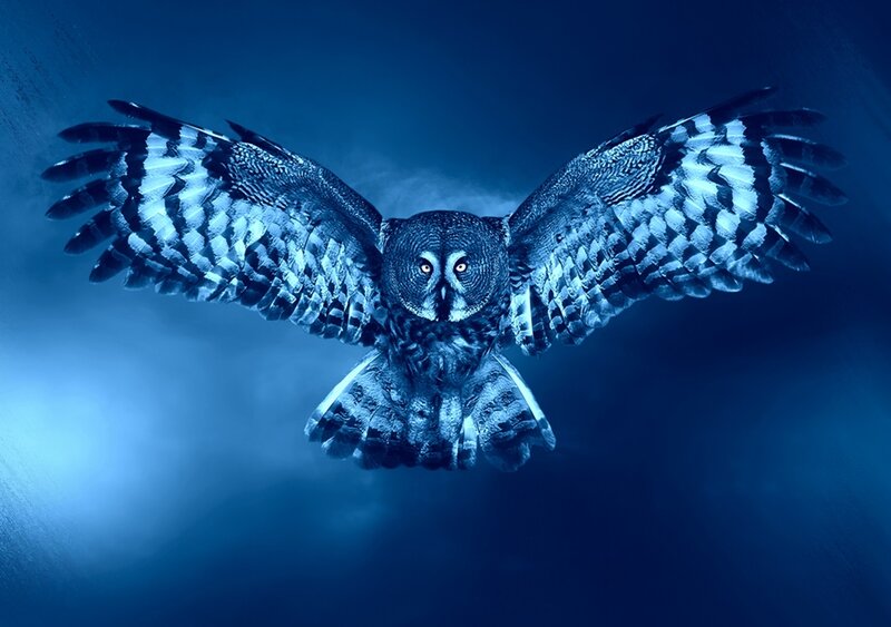 Owl in Flight — Blue, Dramatic, Night