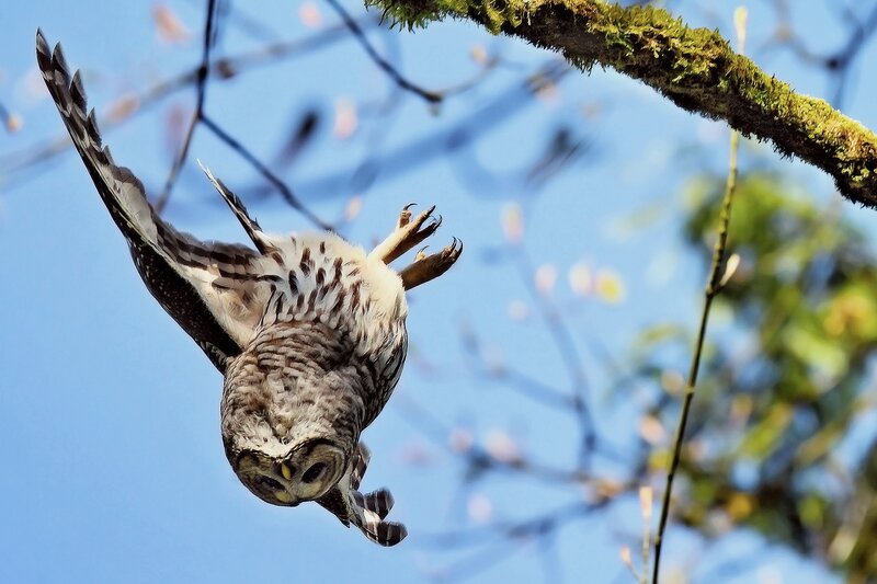 Owl in Flight — Blue, Dynamic, Afternoon