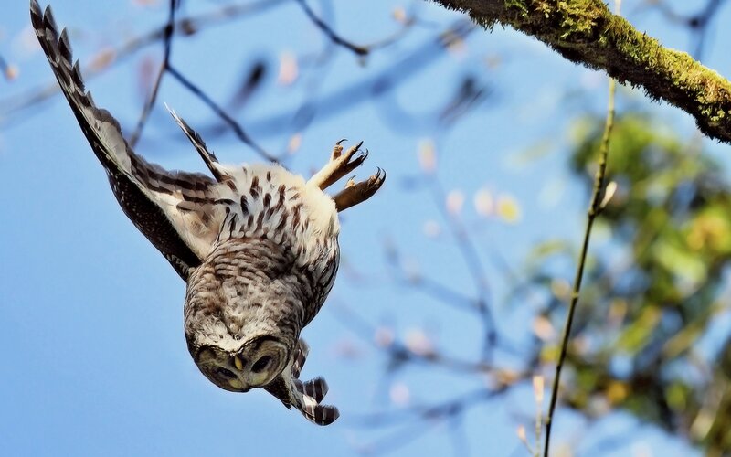 Owl in Flight — Blue, Dynamic