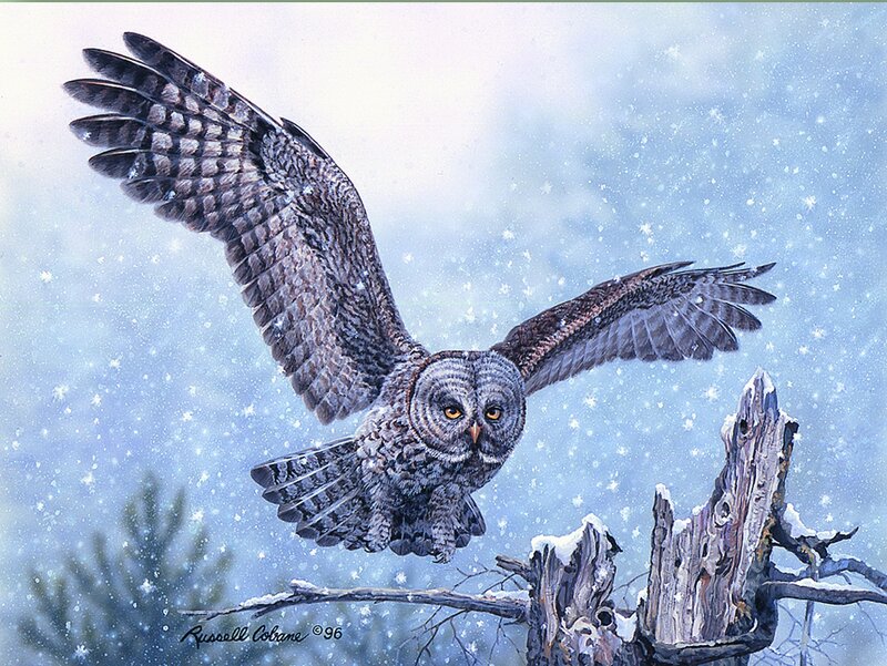 Owl in Flight — Blue
