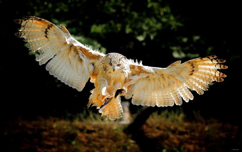 Owl in Flight — Brown, Dramatic, Afternoon