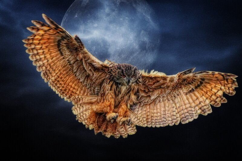 Owl in Flight — Brown, Dramatic, Night, Digital Art