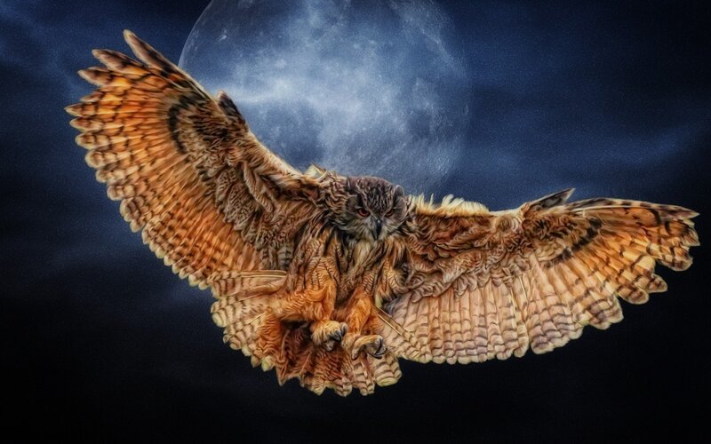 Owl in Flight — Brown, Dramatic, Night
