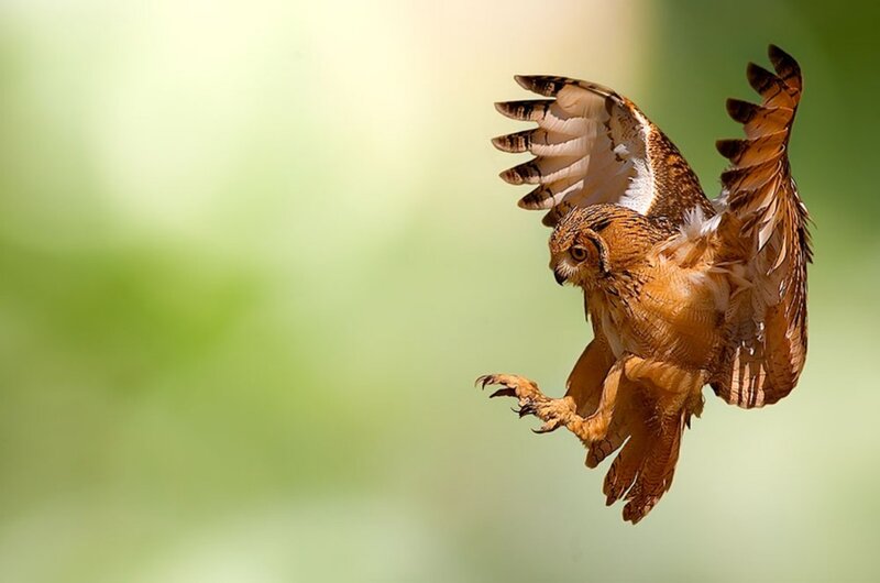 Owl in Flight — Brown, Dynamic