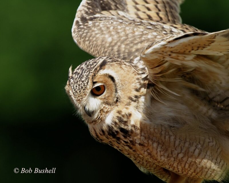 Owl in Flight — Brown, Focused