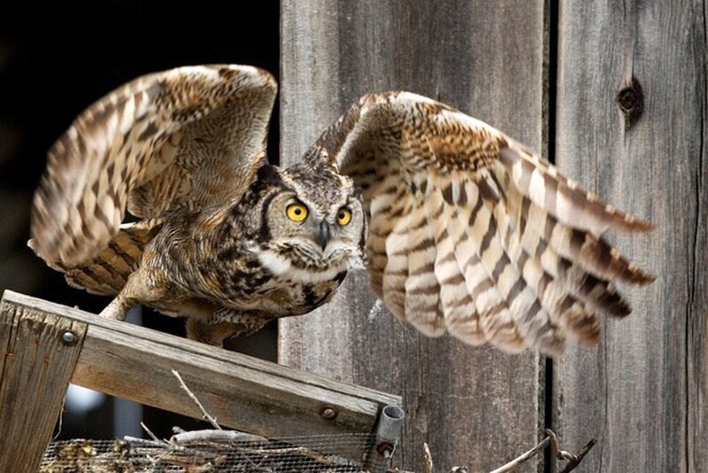 Owl in Flight — Brown, Intense