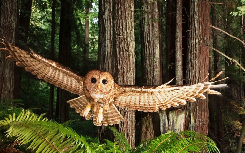 Owl in Flight — Brown, Natural, Afternoon
